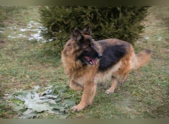 NERJA - die aufgeschlossene und freundliche Schäferhund-Mix-Dame sucht ihr eigenes liebes Zuhause