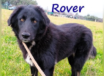 Rover 04/2024 (GRC) - ruhiger, geselliger und liebenswerter Junghund!