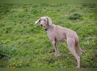 Weimaraner Hündin Melly