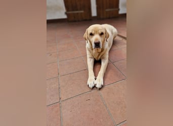 Labrador Retriever