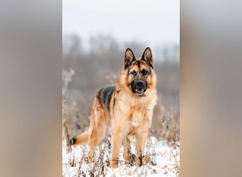 Tolles Zuhause für Muchtar gesucht