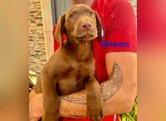 Orinoco geb. 03/2025 (ESP) - aufgeweckter Labrador-Mix Welpe!