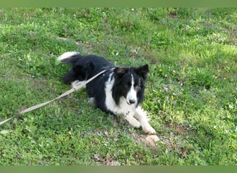 Poncho sucht sein Zuhause für immer