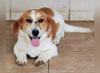 Muffin sucht ein Kuschel-Zuhause!