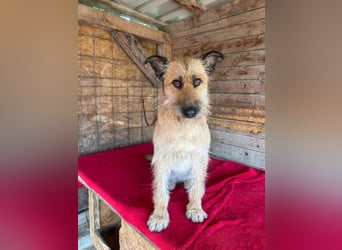 Nicsa, Schnauzer-Mix, Hündin, geb. am 01.04.2023, 50 cm