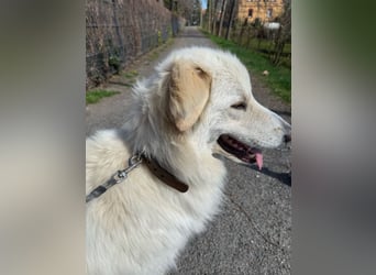 4 Junghunde suchen noch ein liebevolles und schönes Zuhause