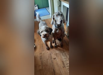 Reinrassige Lagotto Romagnolo Hündin