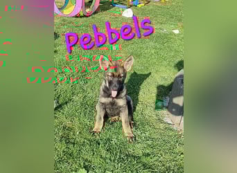 Reinrassige Schäferhund Welpen mit SV Papieren