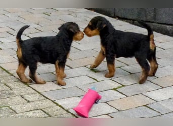Airedale Terrier Welpen für aktive Hundefreunde