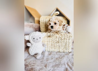 Maltipoo Pudel Malteser