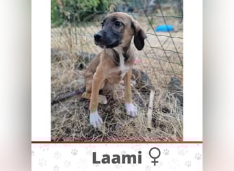 LAAMI ❤️ Eilig! sucht Zuhause oder Pflegestelle