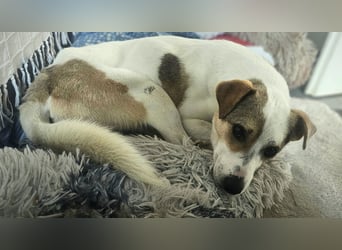 Schmusefreund IVO sucht sein Traumzuhause