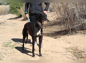 NORMA-klassische Galga: elegant, feinfühlig und voller innerer Stärke