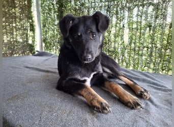 Cody - lebhafter, freundlicher, aktiver, verspielter junger Rüde / z.Zt. noch in Rumänien