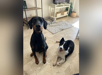 Dacapo (Spanien) – ein sanfter Senior sucht ein liebevolles Zuhause