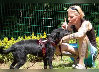 Feliciti - fröhlicher Familienhund - Tierhilfe Franken e.V.