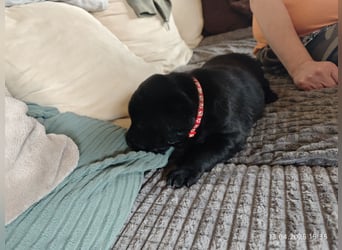 Welpe männlich rotes Halsband