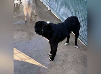 großer ruhiger Retriever-Herdenschutzhund Cody sucht ein Zuhause