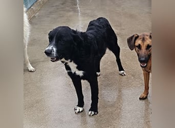 großer ruhiger Retriever-Herdenschutzhund Cody sucht ein Zuhause