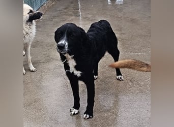 großer ruhiger Retriever-Herdenschutzhund Cody sucht ein Zuhause