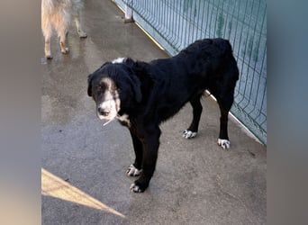 großer ruhiger Retriever-Herdenschutzhund Cody sucht ein Zuhause