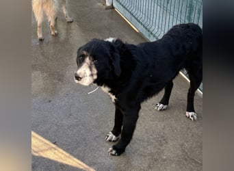 großer ruhiger Retriever-Herdenschutzhund Cody sucht ein Zuhause