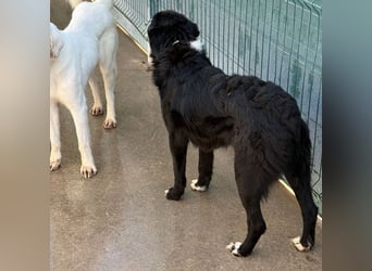 großer ruhiger Retriever-Herdenschutzhund Cody sucht ein Zuhause