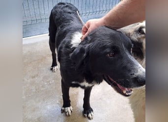 großer ruhiger Retriever-Herdenschutzhund Cody sucht ein Zuhause