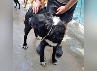 großer ruhiger Retriever-Herdenschutzhund Cody sucht ein Zuhause