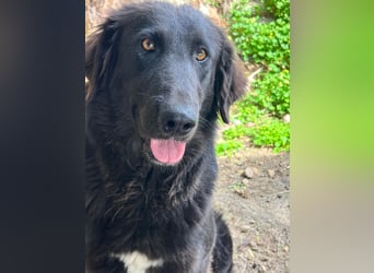 Stella –  die wunderschöne Retriever-Mix-Hündin sucht ihre Lieblingsmenschen