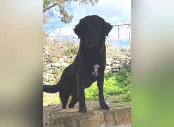 Stella –  die wunderschöne Retriever-Mix-Hündin sucht ihre Lieblingsmenschen