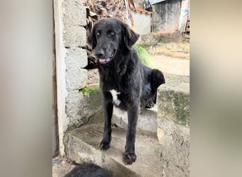 Stella –  die wunderschöne Retriever-Mix-Hündin sucht ihre Lieblingsmenschen