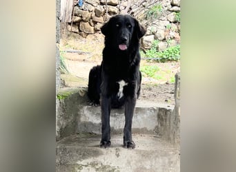Stella –  die wunderschöne Retriever-Mix-Hündin sucht ihre Lieblingsmenschen