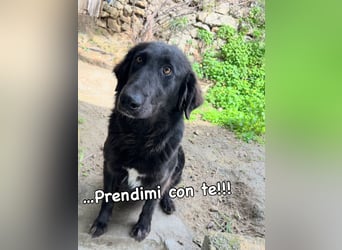 Stella –  die wunderschöne Retriever-Mix-Hündin sucht ihre Lieblingsmenschen