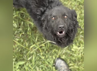 Lena - eine absolut freundliche Hündin