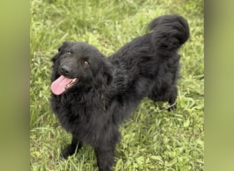 Lena - eine absolut freundliche Hündin