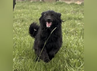 Lena - eine absolut freundliche Hündin