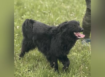 Lena - eine absolut freundliche Hündin