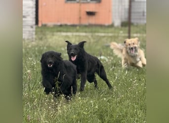 Lena - eine absolut freundliche Hündin