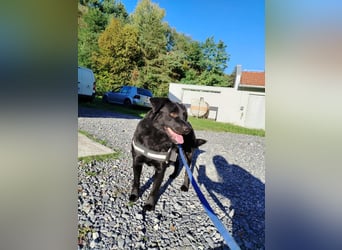 freundlicher Retriever Mischlings-Rüde Ravioli sucht seine Menschen