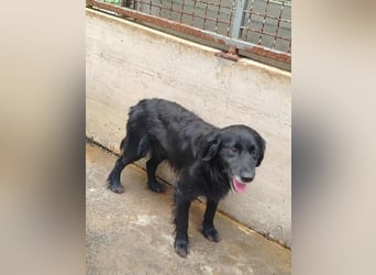 hübscher Retriever Mischlings-Rüde Nino sucht ein Zuhause oder Pflegestelle