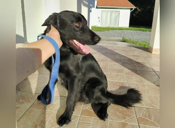 fröhlicher Retriever Mischlings-Rüde Sebbo sucht ein Zuhause