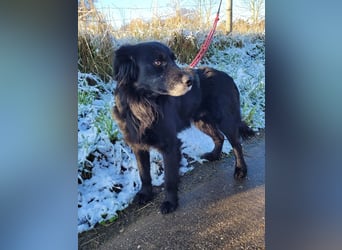 sanfter freundlicher Retriever Mischlings-Rüde Nino sucht ein Zuhause
