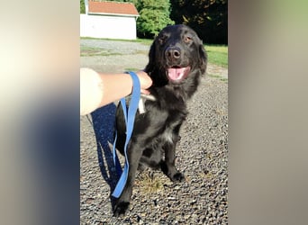 fröhlicher Retriever Mischlings-Rüde Sebbo sucht ein Zuhause