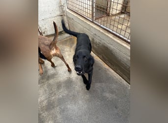 fröhlicher Retriever Mischlings-Rüde Sebbo sucht ein Zuhause
