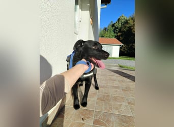 freundlicher Retriever Mischlings-Rüde Ravioli sucht seine Menschen