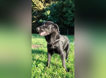fröhlicher Retriever Mischlings-Rüde Sebbo sucht ein Zuhause