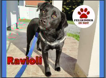 freundlicher Retriever Mischlings-Rüde Ravioli sucht seine Menschen