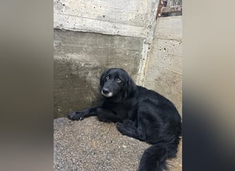 hübscher Retriever Mischlings-Rüde Nino sucht ein Zuhause oder Pflegestelle