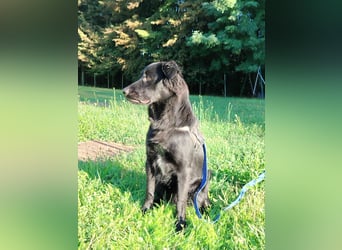 fröhlicher Retriever Mischlings-Rüde Sebbo sucht ein Zuhause
